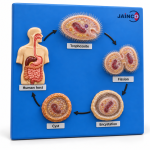 Life Cycle of Balantidium Coli Model